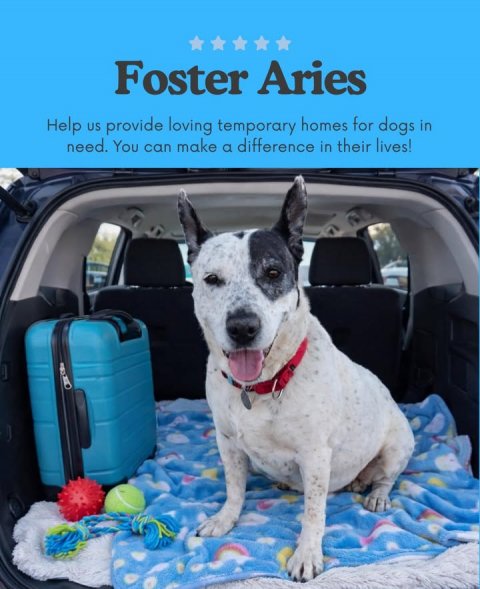 Canine, Dog, Car Trunk. Text: Foster Aries Help US provide loving temporary homes for dogs in need. You can make a difference in their lives!