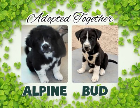 Herbal, Canine, Dog. Text: Adopted Together ALPINE BUD
