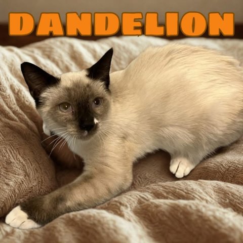 Cat, Pet, Siamese. Text: DANDELION