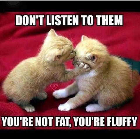 Cat, Kitten, Pet. Text: DON'T LISTEN TO THEM YOU'RE NOT FAT, YOU'RE FLUFFY