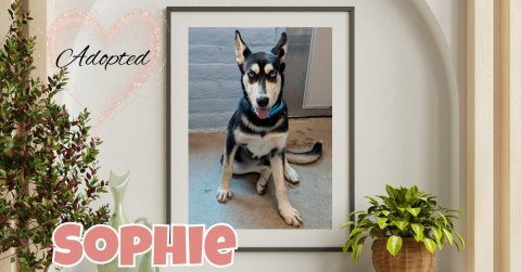 Dog, Husky, Plant. Text: Adopted