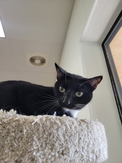Cat, Mammal, Pet.