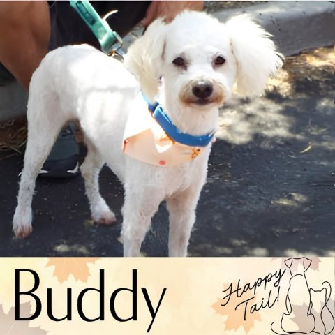 Strap, Dog, Poodle. Text: Buddy Happy Tail!