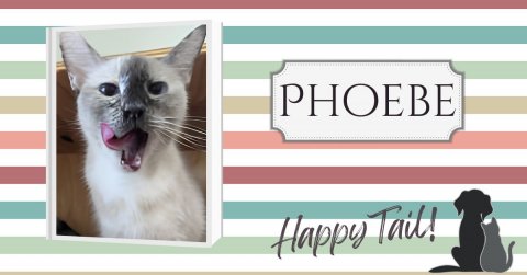 Cat, Pet, Dog. Text: Happy Tail!