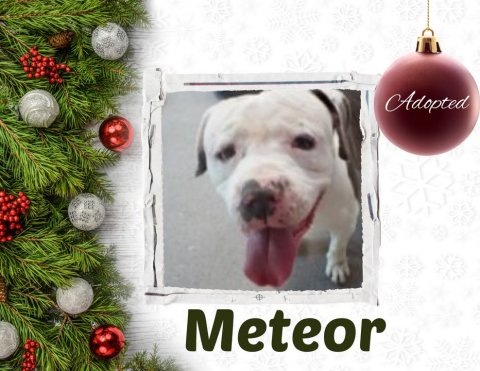 Dog, Greeting Card, Boxer. Text: Adopted Meteor