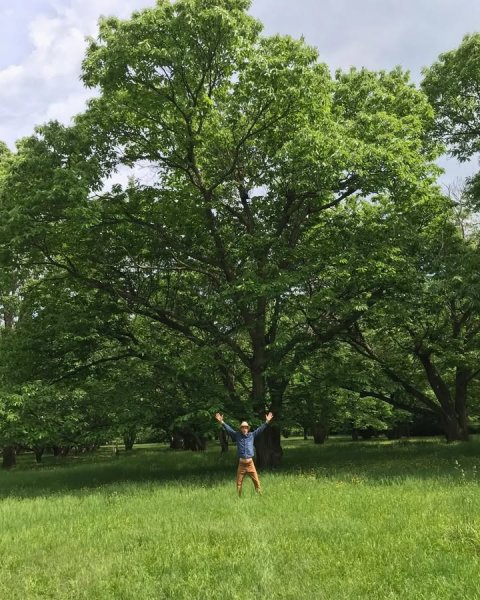 Grove, Tree, Vegetation.