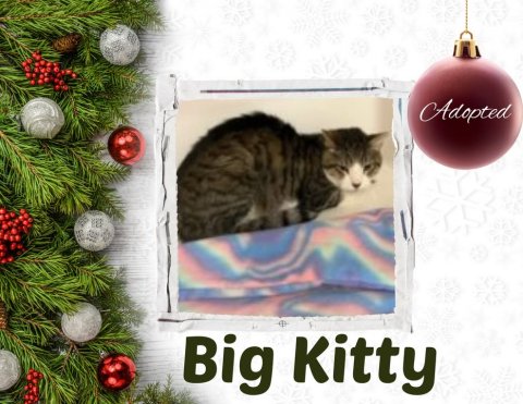 Tree, Cat, Greeting Card. Text: Adopted Big Kitty