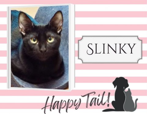 Cat, Pet, Black Cat. Text: SLINKY Happy Tail!