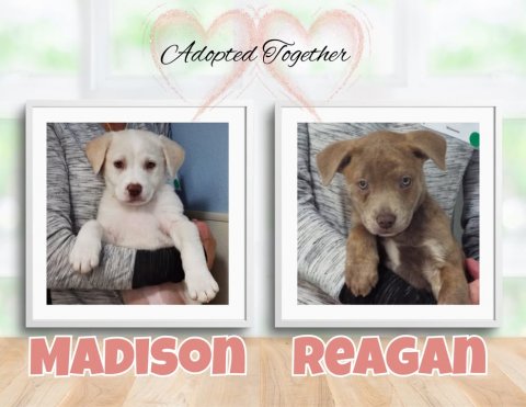Greeting Card, Canine, Labrador Retriever. Text: Adopted Together MADISON REAGAN