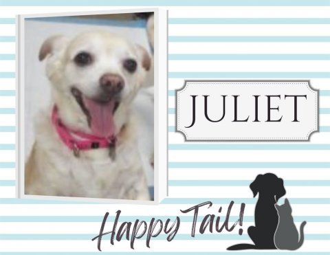 Canine, Dog, Labrador Retriever. Text: JULIET Happy Tail!