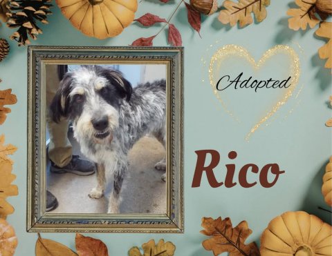 Greeting Card, Dog, Painting. Text: Adopted Rico