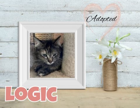 Greeting Card, Cat, Kitten. Text: Adopted LOGIC
