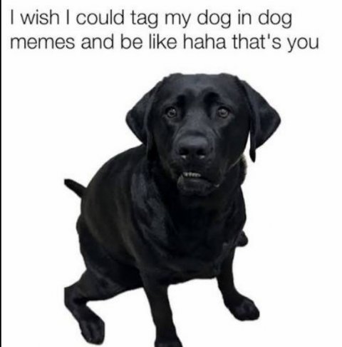 Canine, Dog, Labrador Retriever. Text: I wish I could tag my dog in dog memes and be like haha that's you