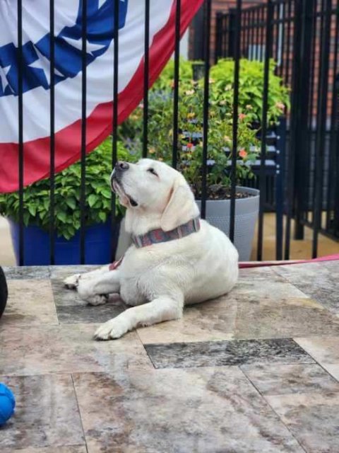 Dog, Plant, Potted Plant.