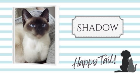 Cat, Mammal, Pet. Text: SHADOW Happy Tail!