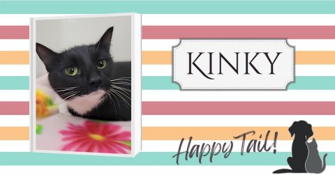 Greeting Card, Cat, Pet. Text: KINKY Happy Tail!