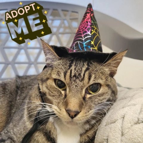 Hat, Cat, Party Hat. Text: ADOPT ME
