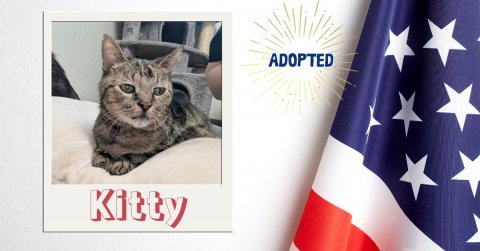American Flag, Cat, Hat. Text: ADOPTED Kitty