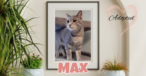 Potted Plant, Planter, Cat. Text: Adopted MAX