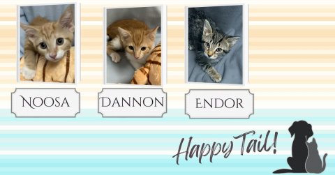 Cat, Kitten, Pet. Text: NOOSA DANNON ENDOR Happy Tail!