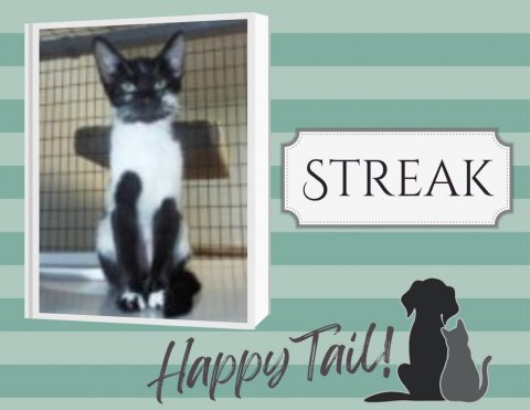 Cat, Mammal, Pet. Text: STREAK Happy Tail!