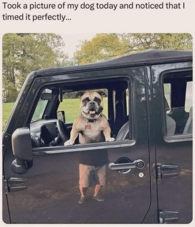 Car, Dog, Shoe. Text: Took a picture of my dog today and noticed that I timed it perfectly...