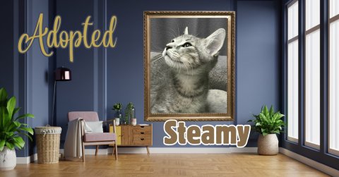 Plant, Potted Plant, Interior Design. Text: Adopted Steamy
