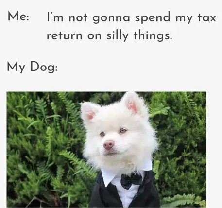 Canine, Eskimo Dog, Pet. Text: Me: I'm not gonna spend my tax return on silly things. My Dog: