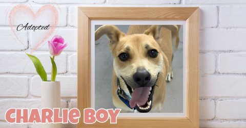 Canine, Dog, Greeting Card. Text: Adopted CHARLIE BOY