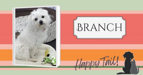 Canine, Dog, Pet. Text: BRANCH Happy Tail!