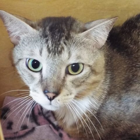 Abyssinian, Cat, Pet.