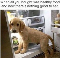 Dog, Device, Appliance. Text: When all you bought was healthy food and now there's nothing good to eat.