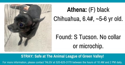 Canine, Chihuahua, Dog. Text: Athena: (F) black Chihuahua, 6.4#, ~5-6 yr old. Found: S Tucson. No collar or microchip. STRAY: Safe at The Animal League of Green Valley! For more information, please contact TALGV at 520-625-3170 between the hours of 10 AM and 2 PM daily.