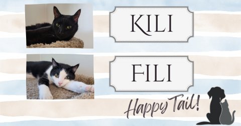 Cat, Pet, Dog. Text: KILI FILI Happy Tail!