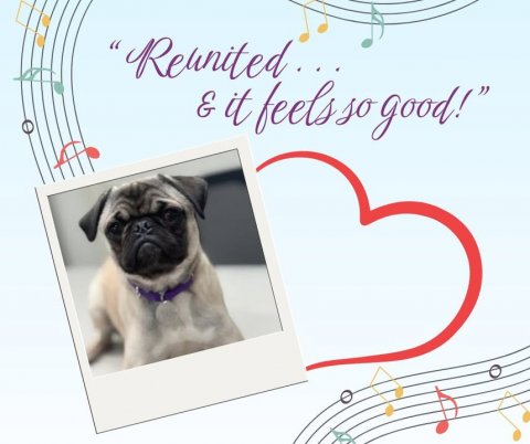 Canine, Pug, Greeting Card. Text: E it feels. so good!"