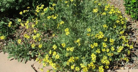 Vegetation, Flower, Daisy.