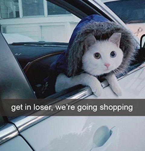 Cushion, Home Decor, Cat. Text: get in loser, we're going shopping