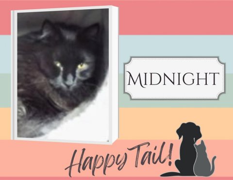 Cat, Mammal, Pet. Text: MIDNIGHT Happy Tail!