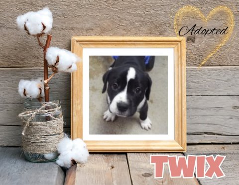 Dog, Bird, Painting. Text: Adopted TWIX