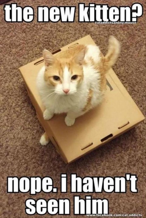 Box, Cat, Carton. Text: the new kitten? cataddictsanony-mouse seen him www.facebook.com/cat.addicts