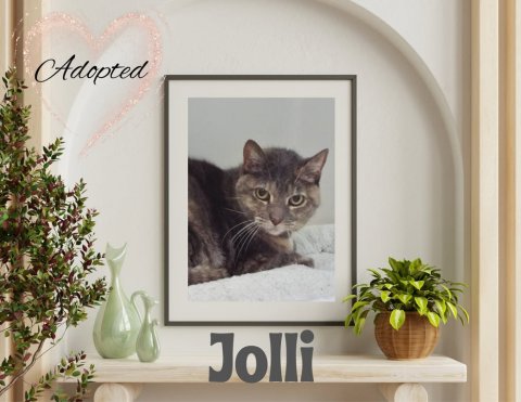 Plant, Potted Plant, Painting. Text: Adopted Jolli