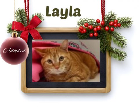 Greeting Card, Accessories, Cat. Text: Layla Adopted