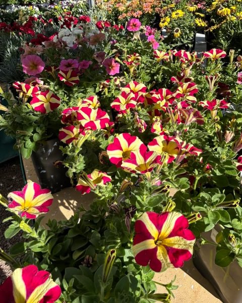 Potted Plant, Planter, Garden.