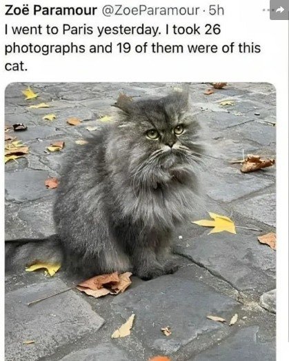 Angora, Cat, Pet. Text: I went to Paris yesterday. I took 26 photographs and 19 of them were of this cat.