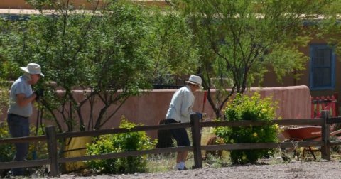 Garden, Backyard, Gardening.