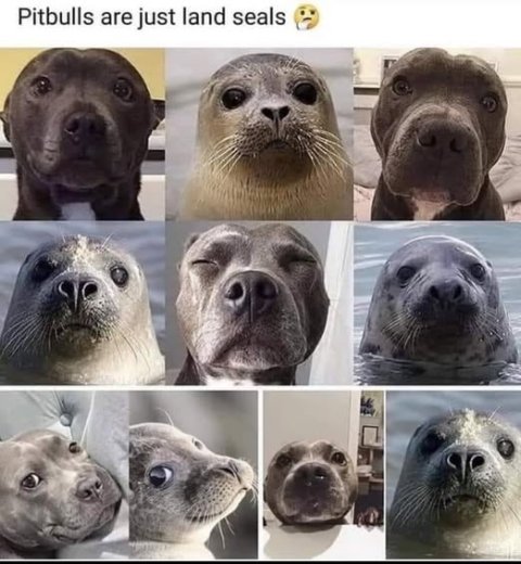 Pig, Seal, Dog. Text: Pitbulls are just land seals