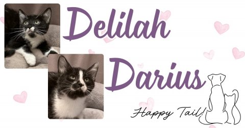 Cat, Kitten, Greeting Card. Text: Delilah Darius