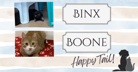 Cat, Pet, Dog. Text: BINX BOONE Happy Tail!