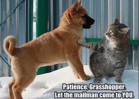 Kangaroo, Cat, Pet. Text: Patience, Grasshopper. Let the mailman come to YOU.