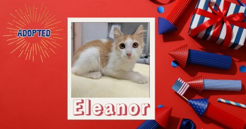 Cat, Hat, Greeting Card. Text: ADOPTED Eleanor